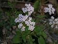 Valerian Plant